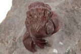 Red Austerops Trilobite With Green Eyes - Hmar Laghdad, Morocco #192778-2